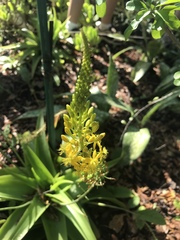 Bulbine latifolia latifolia