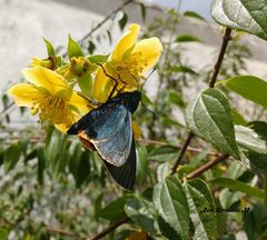 Chalypyge chalybea chalybea