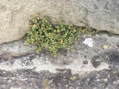 Asplenium ruta-muraria