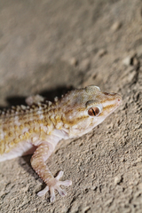 Tarentola boehmei