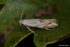 Bucculatrix bechsteinella