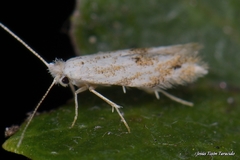 Bucculatrix bechsteinella