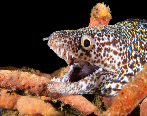 Spotted Moray Eel