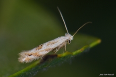 Bucculatrix bechsteinella