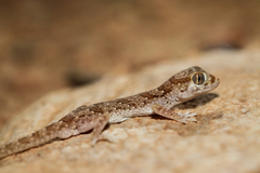 Stenodactylus mauritanicus