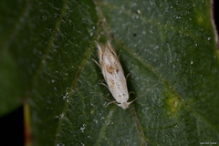 Bucculatrix bechsteinella