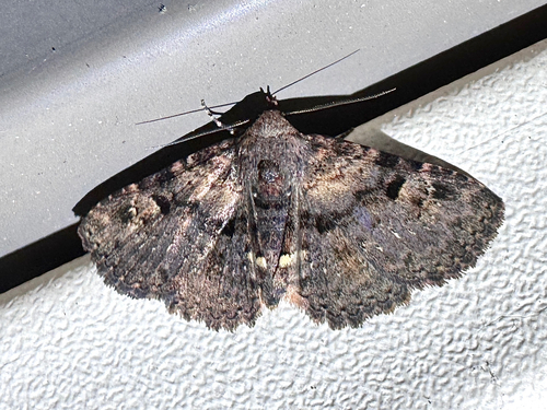 Four-spotted Fungus Moth photo 4