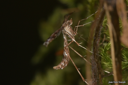 Beautiful Plume Moth