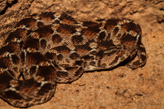 Echis leucogaster