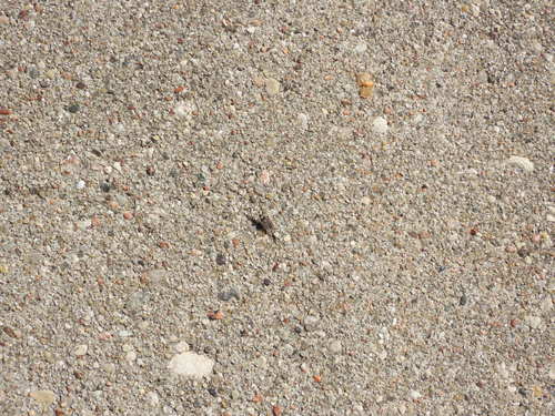 Juodaūsė Sietblakė