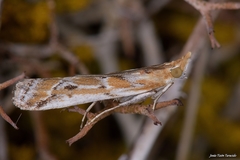 Ancylosis cinnamomella