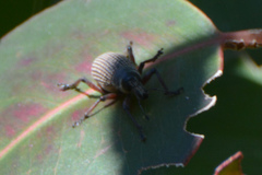 Catasarcus cygnensis