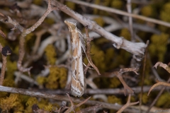 Ancylosis cinnamomella