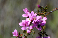 Boronia crenulata