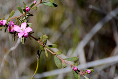 Boronia crenulata