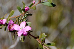 Boronia crenulata