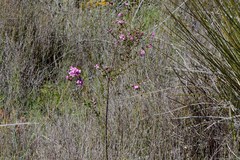 Boronia crenulata