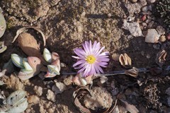 Braunsia maximilianii