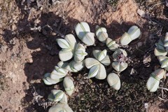 Braunsia maximilianii