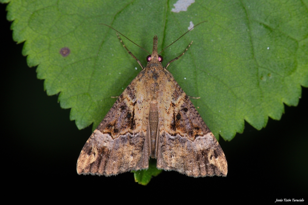 Bloxworth Snout