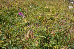 Hedysarum caucasicum