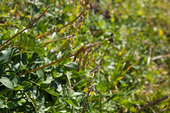 Hedysarum caucasicum