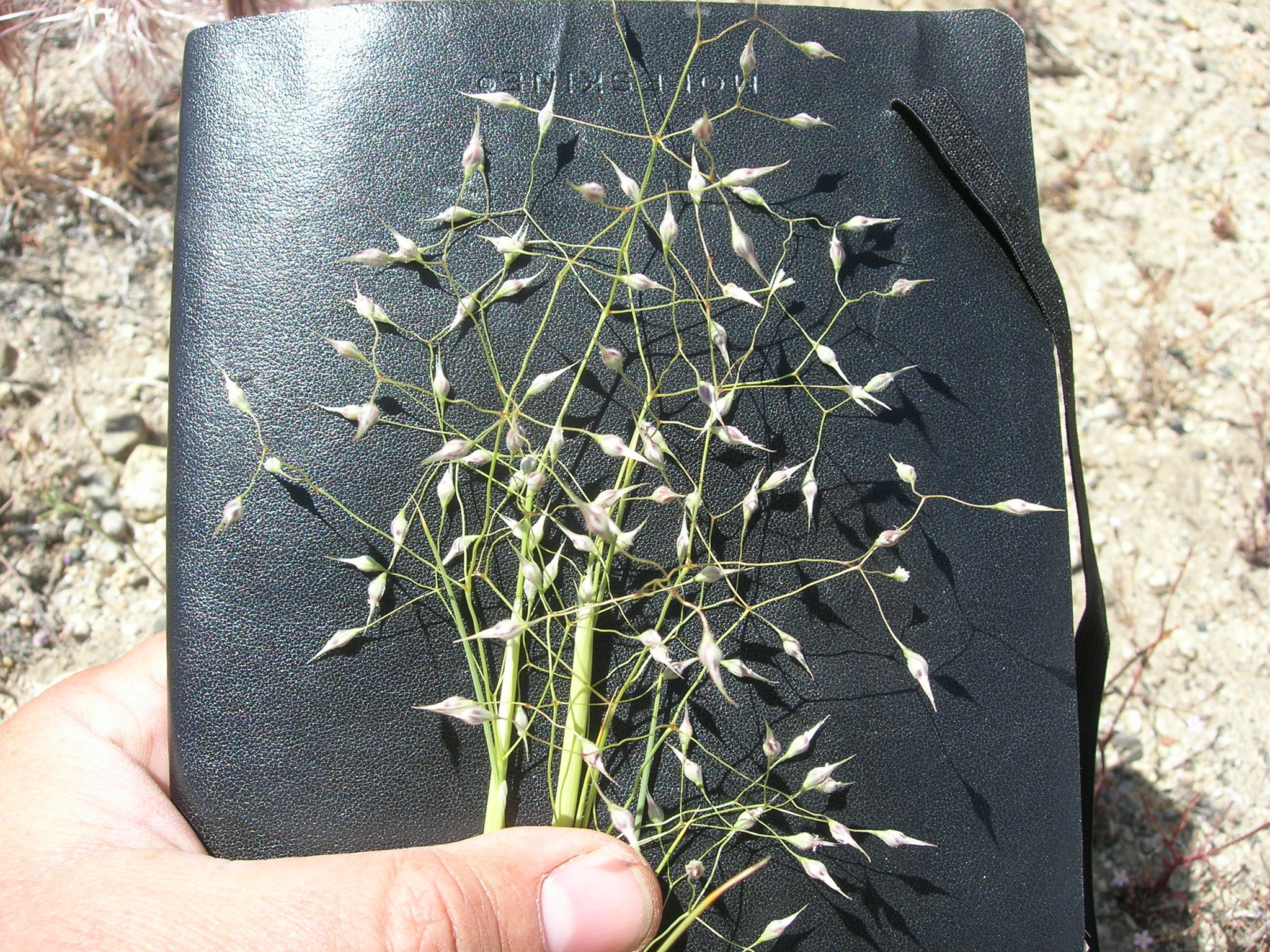 Indian Rice Grass  Dried Grasses & Flowers at