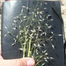Sand Ricegrass - Photo (c) Joe Decruyenaere, some rights reserved (CC BY-SA)