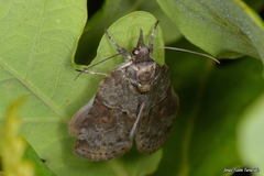 Nycteola asiatica