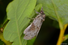Nycteola asiatica