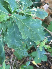 Quercus robur