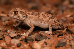 Tarentola chazaliae