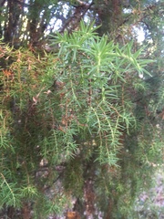 Juniperus communis