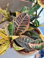 Codiaeum variegatum