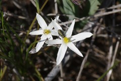 Pauridia serrata albiflora