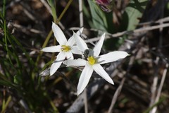 Pauridia serrata albiflora
