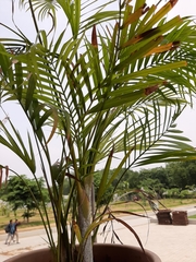 Arecaceae
