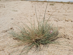 Cyperus conglomeratus