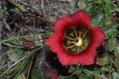 Romulea sabulosa