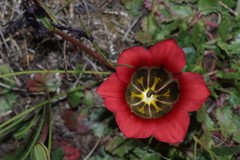Romulea sabulosa