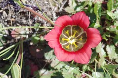 Romulea sabulosa