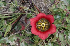 Romulea sabulosa