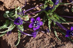 Lapeirousia oreogena