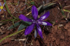 Pauridia serrata albiflora