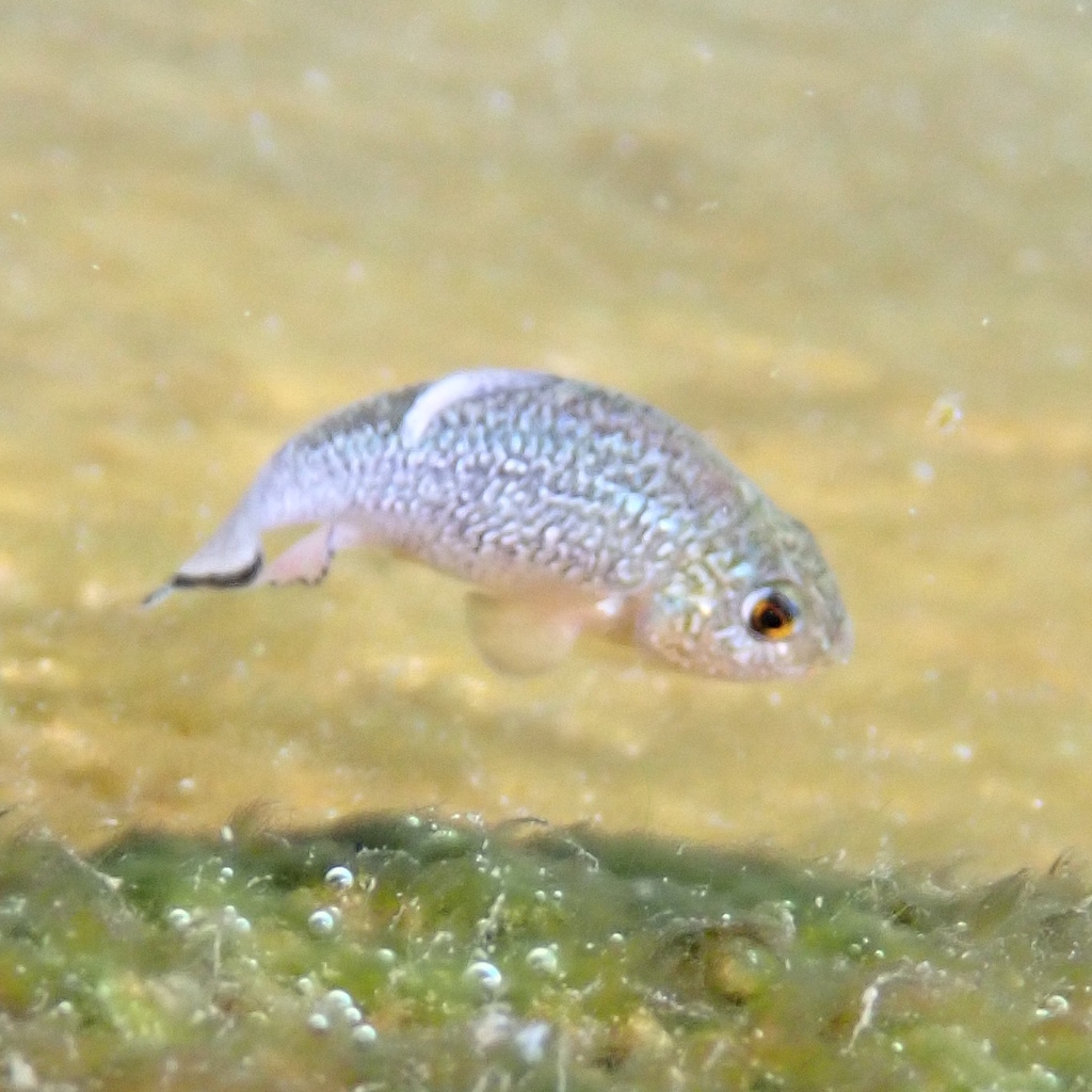 Comanche Springs pupfish (Cyprinodon elegans) — Cyprinodontidae