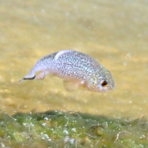 Comanche Springs pupfish (Cyprinodon elegans) — Cyprinodontidae