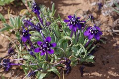 Lapeirousia oreogena