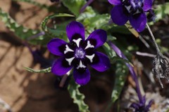 Lapeirousia oreogena