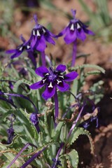 Lapeirousia oreogena