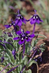 Lapeirousia oreogena